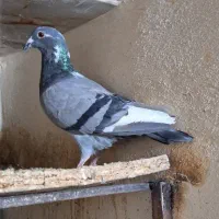۴تا پلاکی درجه ۱