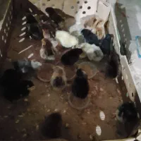 جوجه گلپایگانی