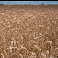 یک فرصت بسیار کمیاب واستثنایی زمین کشاورزی