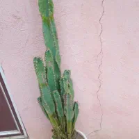 کاکتوس