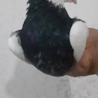 طوقی سیاه و سرخ