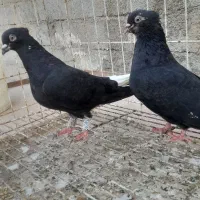 اشعل