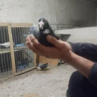 نر سیاه پلنگ