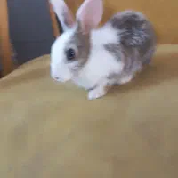 خرگوش