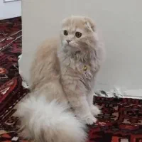 گربه