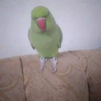 فروش طوطی ملنگو