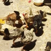 20تاجوجه محلی