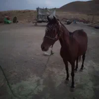 اسب مادیان زیبا 2سال خوش اخلاق