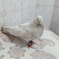 کبوتر زمینی نوک ریز