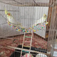 عروس هلندی نر و ماده
