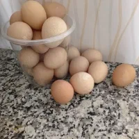 تخم شاخدار