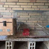 قفس عروس هلندی