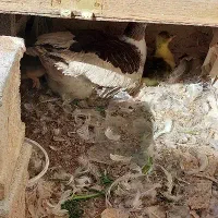 جوجه غاز بومی غیر دستگاهی