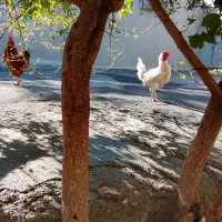 مرغ وخروس