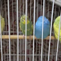 مرغ عشق زیبا جوجه قابلیت دستی شدن