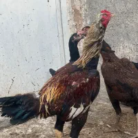 خروس لاری اصیل
