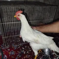 جوجه خروس سه ماهه سه عدد