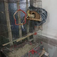 عروسی هلندی با مرغ عشق