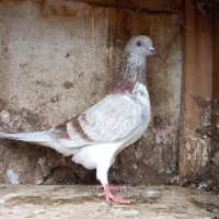 کبوتر