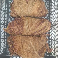 تنباکو اصل بنیاد