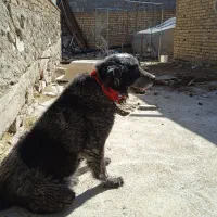 سگ قهدریجانی