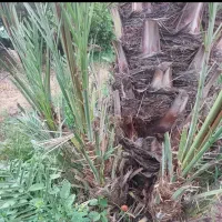 پا جوش ربی فروشی
