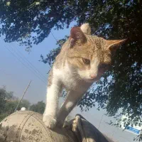 سگ پا کوتاه