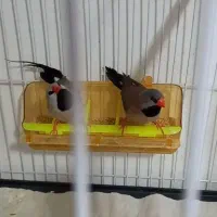 فنج کرواتی