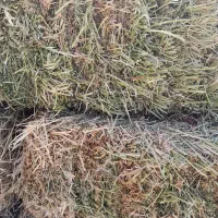 یونجه|لوازم جانبی حیوانات|ملکان, |دیوار