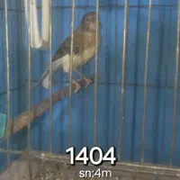 معاوضه جوجه سال