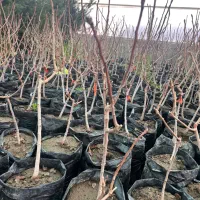 نهال پیوندی اکبری و اقایی پسته در نهالستان