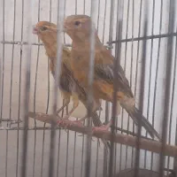 جوجه قناری سوخته سرخ