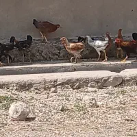 مرغ محلی خروس