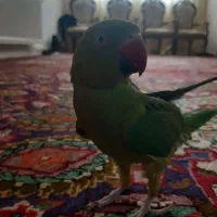 طوطی گمشده