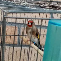 سهره سقا مست