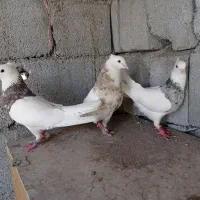 کبوتر طوقی
