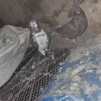کبوتر خوب گره گشتی