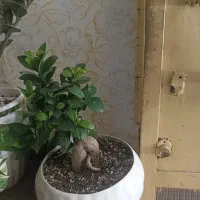 گل بنسای جنسینگ کونیکا ومیهک هندی
