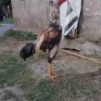 خروس لاری