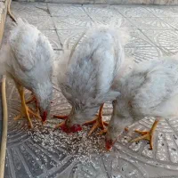 ۳ عدد خروس ۵ ماهه ... هر یکی از آنها 1200000