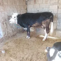 گاو با گوساله ماده سمینتال