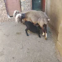 میش بره