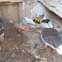 غاز محلی|حیوانات مزرعه|قزوین, |دیوار