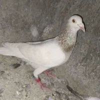 یک سار نر