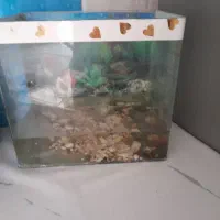 اکواریوم شیشه خم