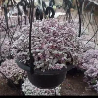 جاکفشی که سالم باشه