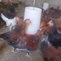 خروس و مرغ و جوجه محلی