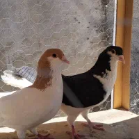 کبوتر