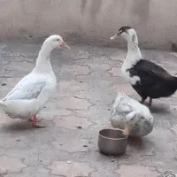 اردک