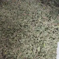 آویشن شیرازی